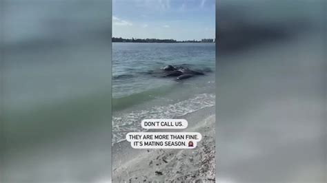 Deputies: Don’t call 911 to report manatees huddled near shore — they’re mating